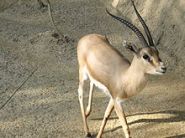 220px-Slender-horned_gazelle_(Cincinnati_Zoo)