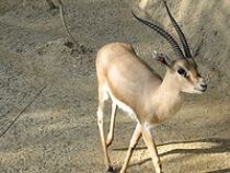 220px-Slender-horned_gazelle_(Cincinnati_Zoo)