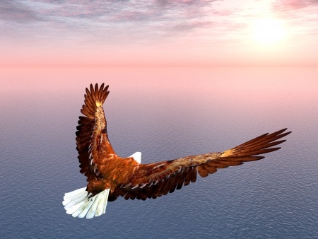17451146 - sea eagle