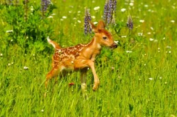19669092 - white tailed deer fawn with spots in a field of wildflowers