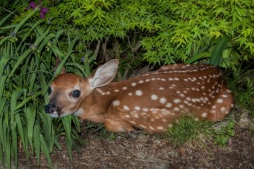 20329850 - a white-tailed fawn hiding in bushes