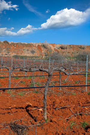 25570154 - winter leafless vineyard field in utiel requena of valencia spain