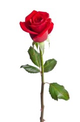 36568394 - beautiful red rose isolated on white background