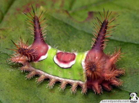 Amazing-Caterpillars-Purple