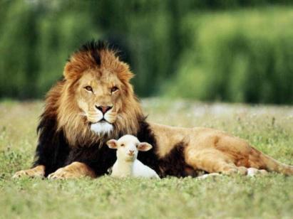 the_lion_and_the_lamb_wallpaper_3988d