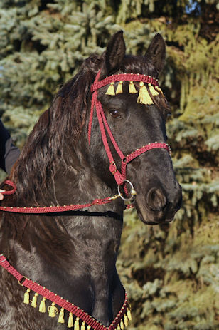 friesianbridleburgundy3