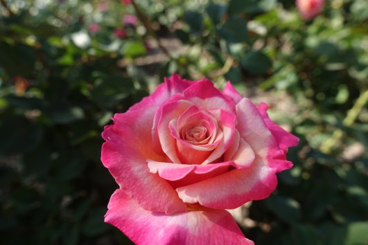 DSC02573
