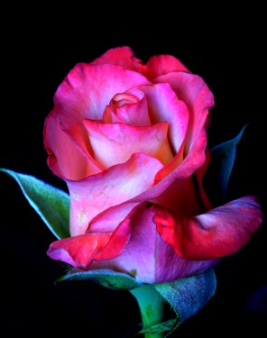 I am a rose 1