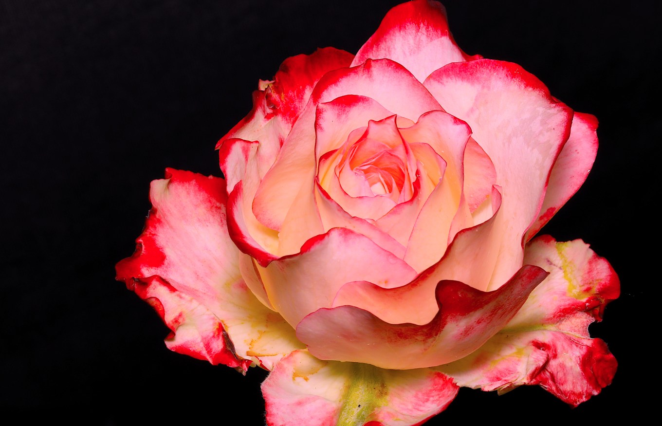 I am a rose