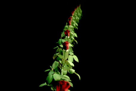 Infinite Beauty Red Rose Mirrors