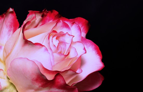 Red and White rose