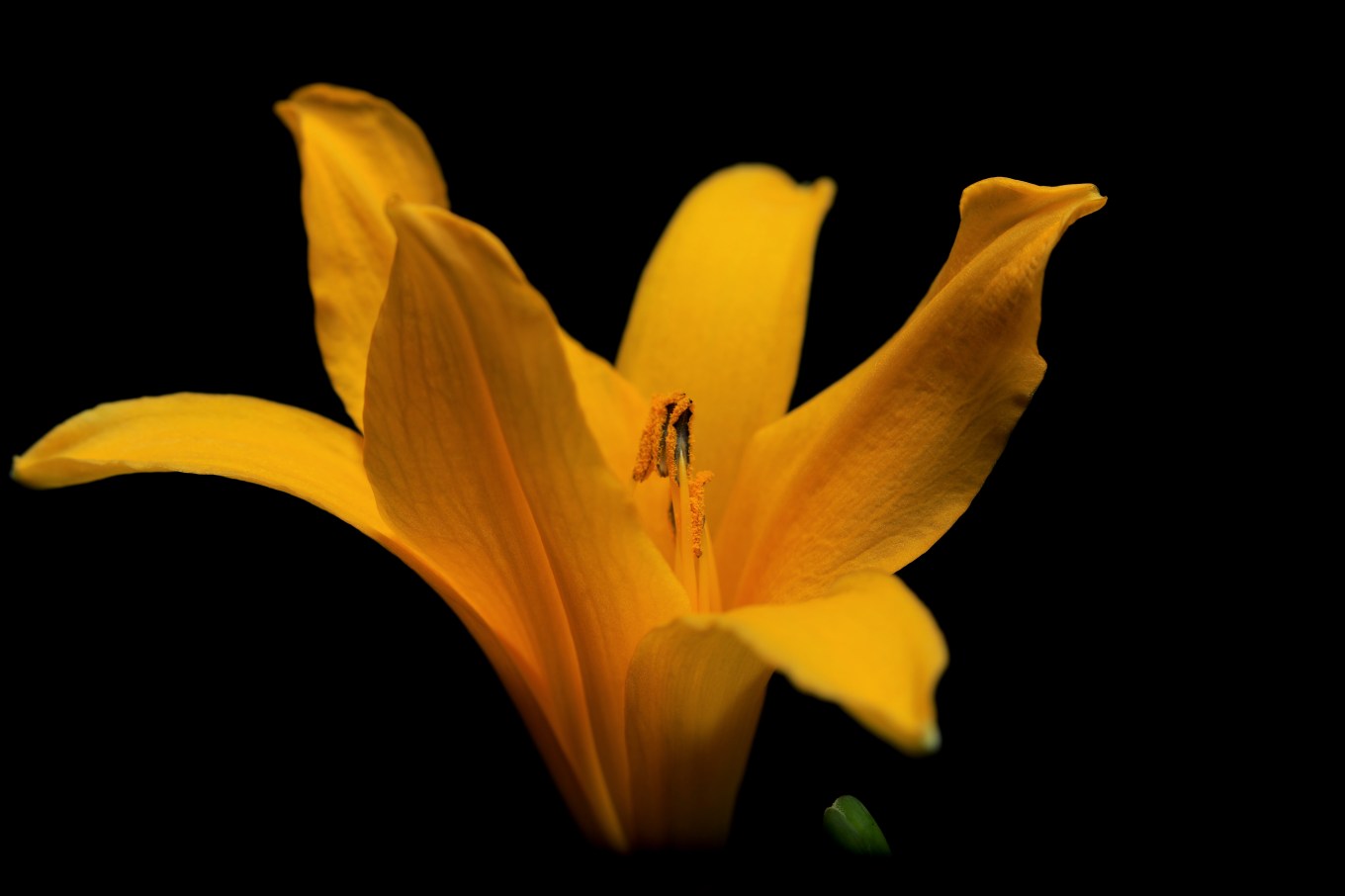 Yellow June Lilly Burnbank Velvet No Sun