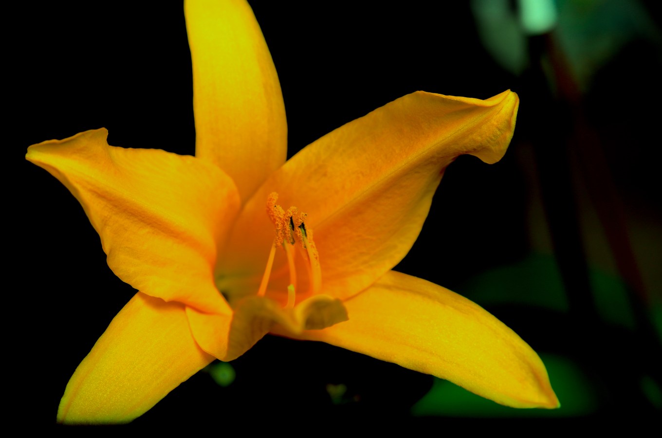 Yellow lilly velvet 56 at f5.6