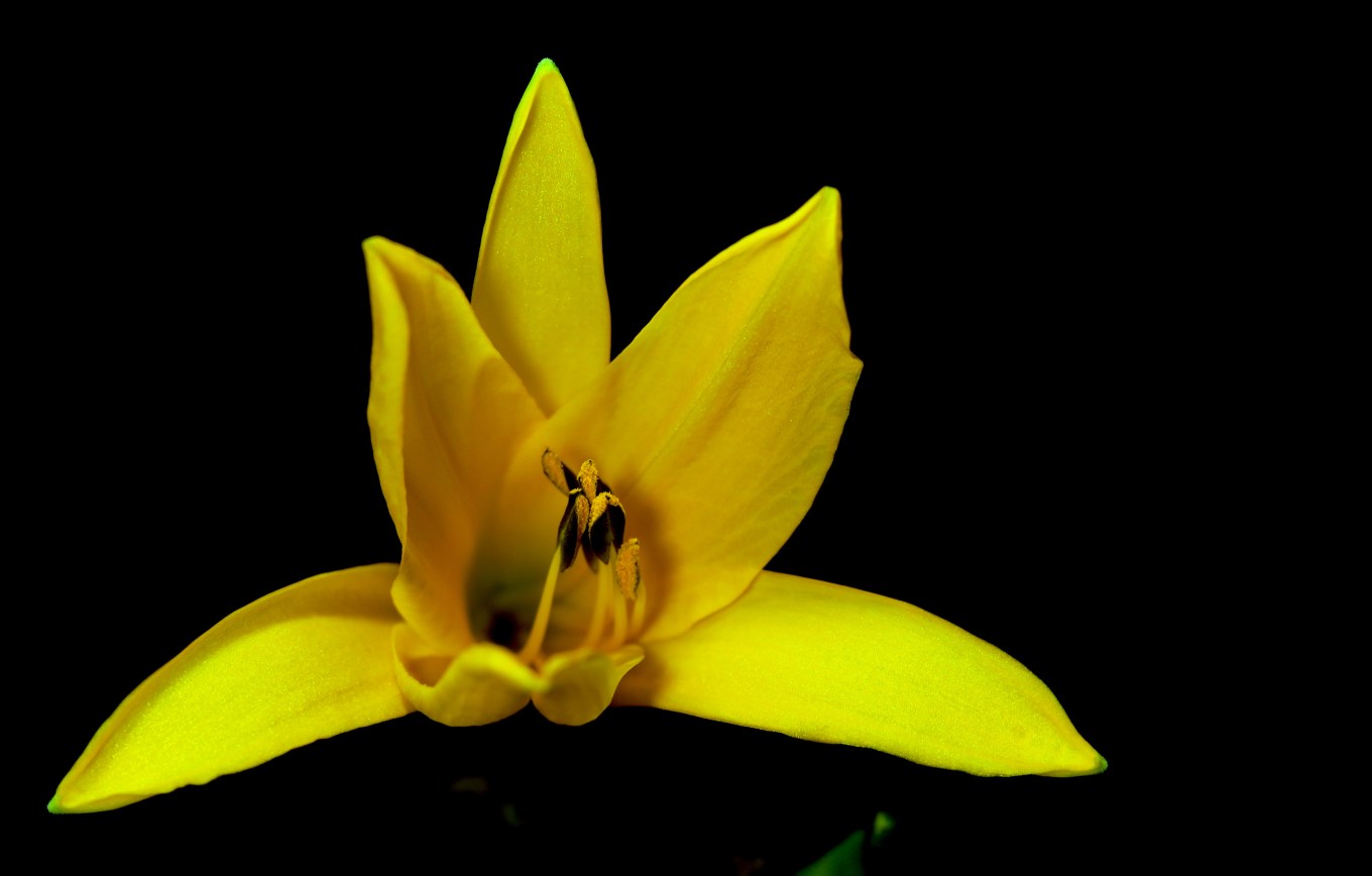 Yellow lilly Velvet 56 flash tripod