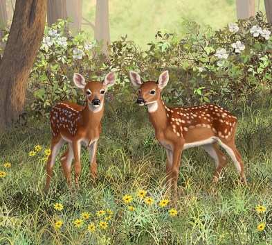 whitetail-deer-twin-fawns-crista-forest.jpg