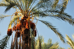clusters-dates-palm-tree-29073446