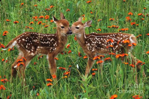 two-fawns-talking-chris-scroggins.jpg