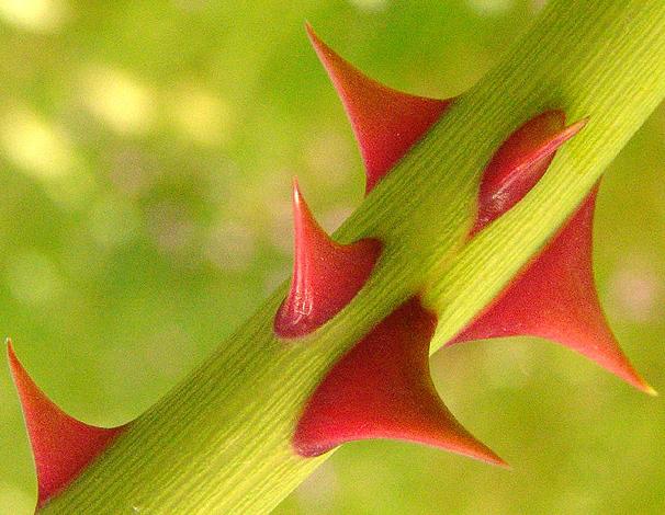rosethorn(1).jpg