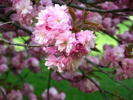 cherry blossom.JPG