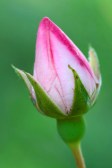 Rose_bud.jpg