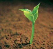 sprout.jpg