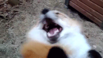 tumblr_mjbnve1wXY1qcn29no6_400-2.gif