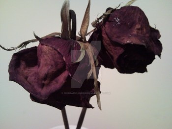 two_dead_roses__by_nobrainpassion-d2qn5pk.jpg