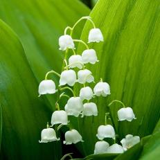 Lily_of_the_Valley