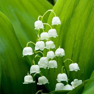 Lily_of_the_Valley