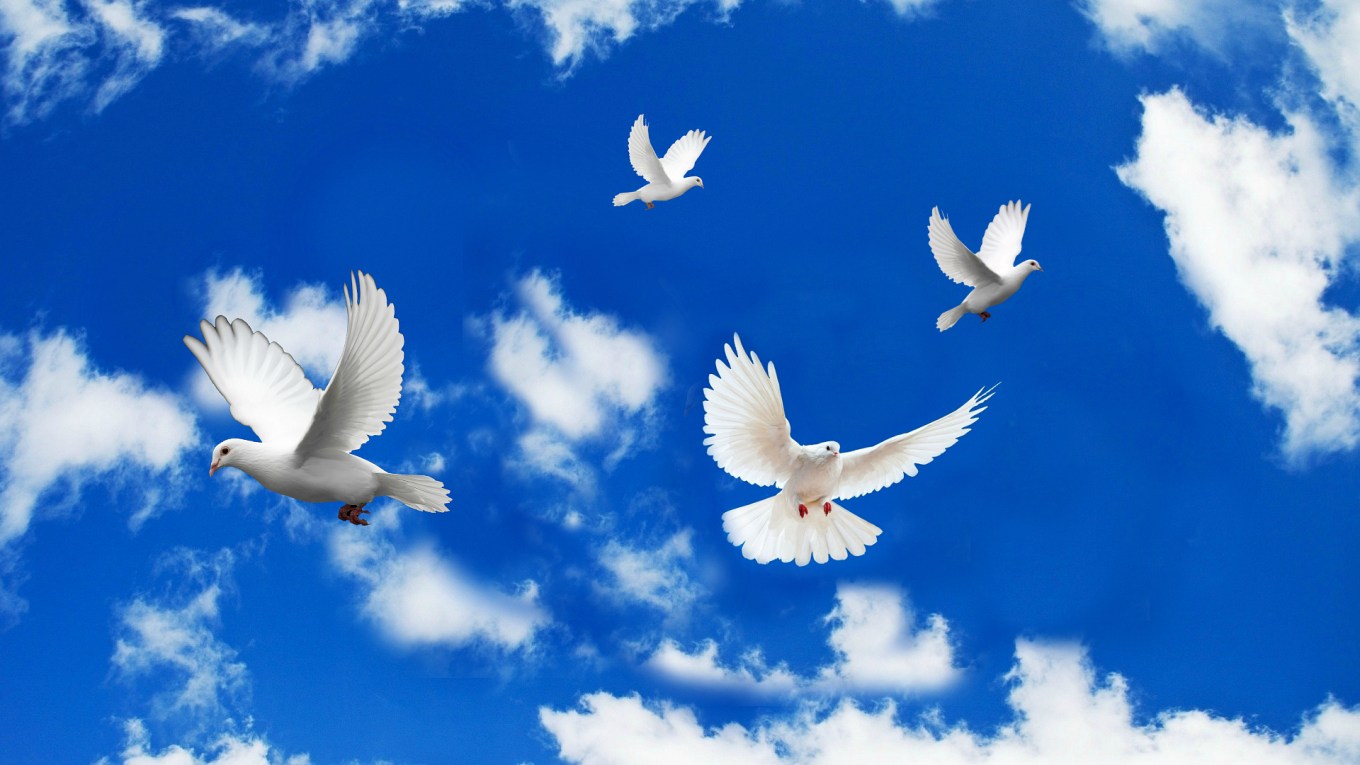 Beautiful-Dove-Birds-Images.jpg